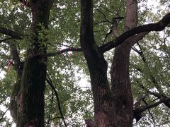 -乌镇西栅景区-月老庙
