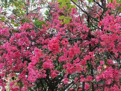-广州市白云山风景名胜区