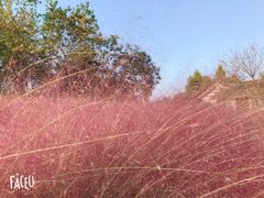 -杭州湾海上花田景区