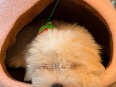 -momokira米努特·德文卷毛猫·棉花面纱犬