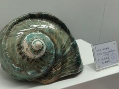 -贝壳王国博物馆