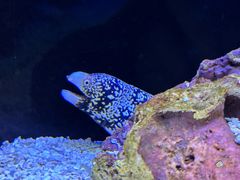 -上海海洋水族馆