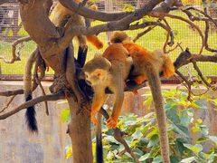 -石家庄市动物园