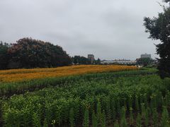 -荷兰花海