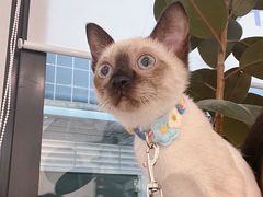 -喜多萌中农锦绣动物医院24H·猫科·牙科MRI·CT