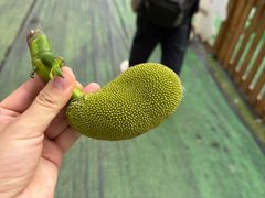 -光明农场大观园