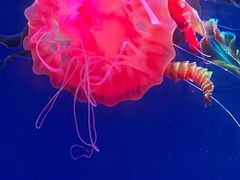 -海合安青岛极地海洋公园