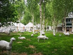 -九十九顶毡房(阜石路店)