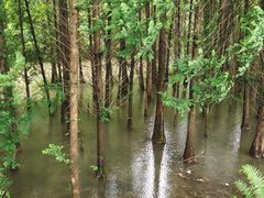 -桤木河湿地公园