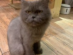 -more than meow吴止猫主题餐厅(承德 中船汇店)