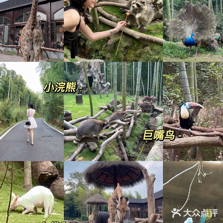 不用去肯尼亚🇰🇪也能和长颈鹿🦒共进早餐呀