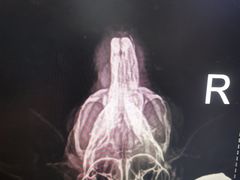 -瑞派·关忠动物医院·异宠专科·犬猫肿瘤·皮肤专科(望京店)