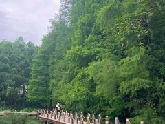 -深圳仙湖植物园