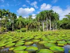 -中国科学院西双版纳热带植物园