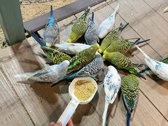 -上海大自然野生昆虫馆(东方明珠·爬宠昆虫探索中心)