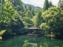-天目山大树王景区