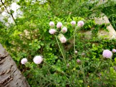 -北京国际鲜花港