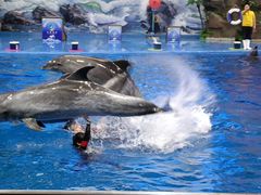 -多彩贵州城极地海洋世界