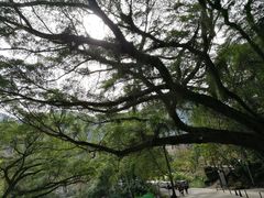 -广州市石门国家森林公园