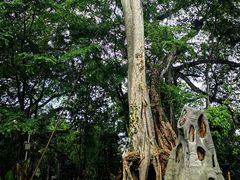 -瑞丽独树成林风景区