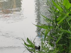 -西北湖绿化广场
