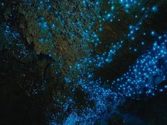 -怀托摩萤火虫洞