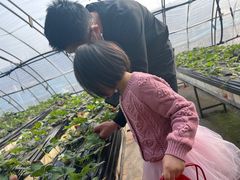 -甜心庄园·甜心草莓采摘园(西青中北店)