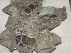-辽宁古生物博物馆