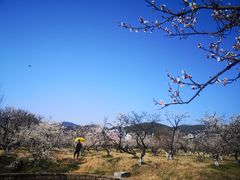 -林屋梅海青梅保护基地