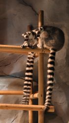 -Zoolung Zoolung动物主题公园(海信广场店)