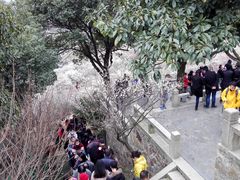 -香雪海