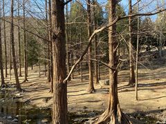-白水寺森林公园