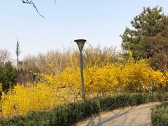 -大兴滨河森林公园