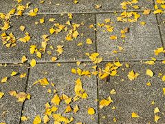 -两江幸福广场