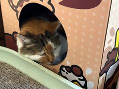 -浅行深作咖啡坊