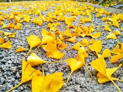 -汉长安城未央宫国家考古遗址公园