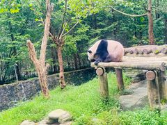 -都江堰中华大熊猫苑