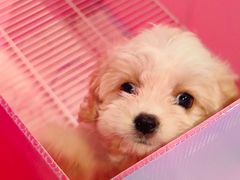 -翊宠yipet猫狗购宠庄园犬舍•猫舍