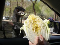 -北京野生动物园