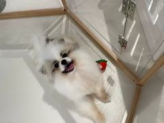 -读宠于你·约克夏比熊·睫角守宫·爬宠售卖(高新店)