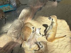 -西霞口神雕山野生动物世界