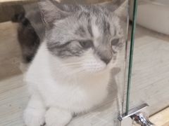 -藏猫猫咖啡主题馆(中央大道店)