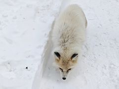 -宫城藏王狐狸村