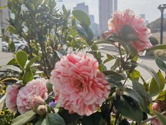 -苏州河梦清园环保主题公园