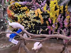 -正佳雨林生态植物园