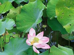 -贵阳市花溪国家城市湿地公园