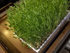 豆苗-捞神煲汤火锅(湖滨商业街店)