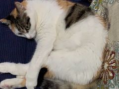 -宠颐生中康贝怡动物医院