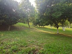 -东莞植物园