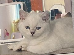 -lincat·猫舍(广州店)